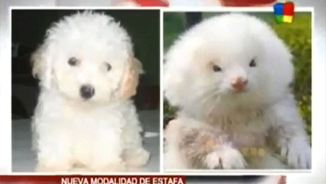 Ferret Poodle Brazilian Scam