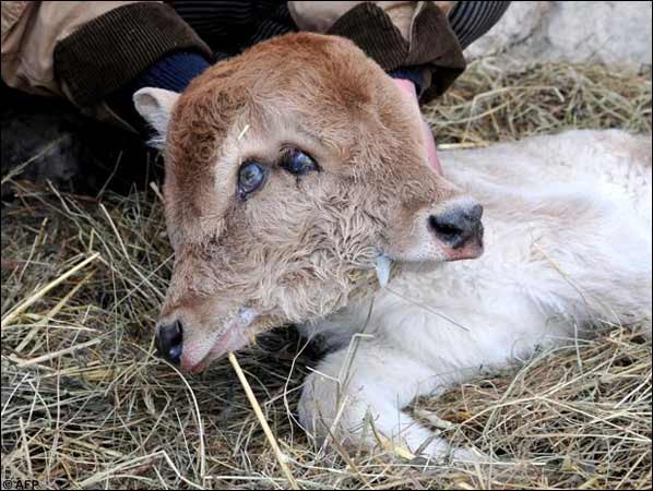 Two Headed Animals - Cow - Armenia