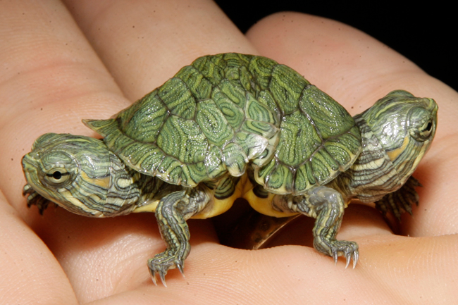 Two Headed Animals - Red Slider Turtle