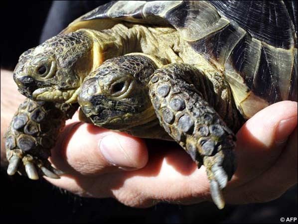 Two Headed Animals - Tortoise - Geneva