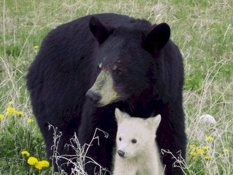 melanistic vs albino animals