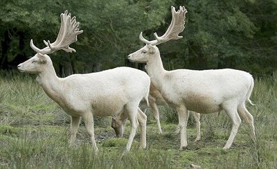 Albino Animals - Deer