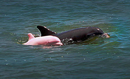 Albino Animals - Dolphin