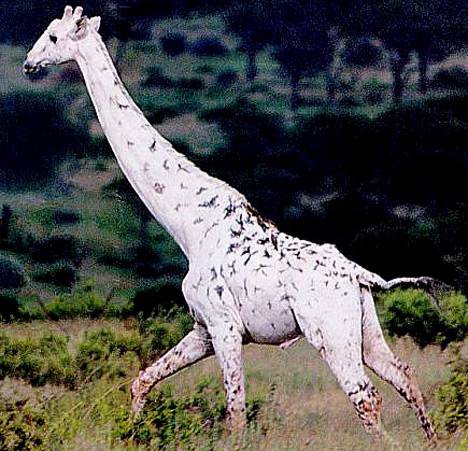 Albino Animals - Giraffe