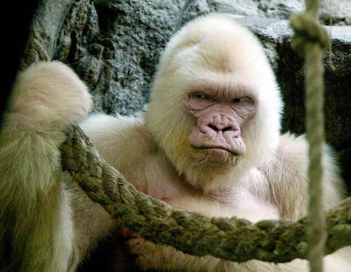 Albino Animals - Gorilla