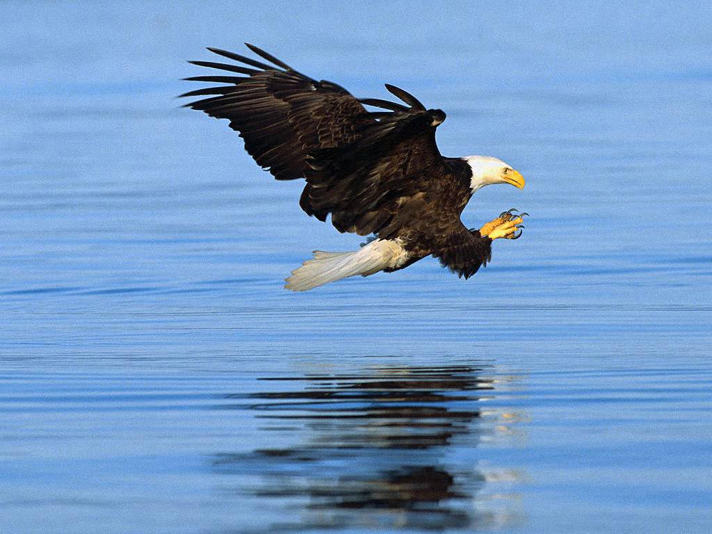 Bald Eagle Steals Fish From Fisherman - Norman Dreger