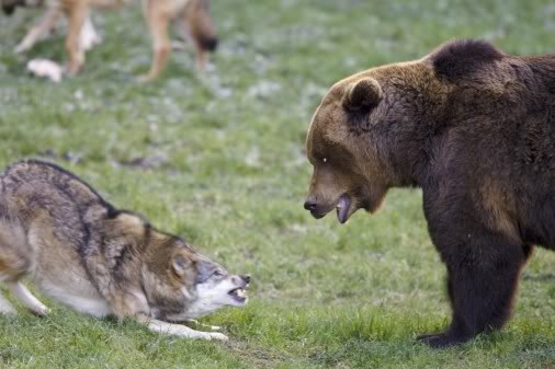 Bear Vs Wolf