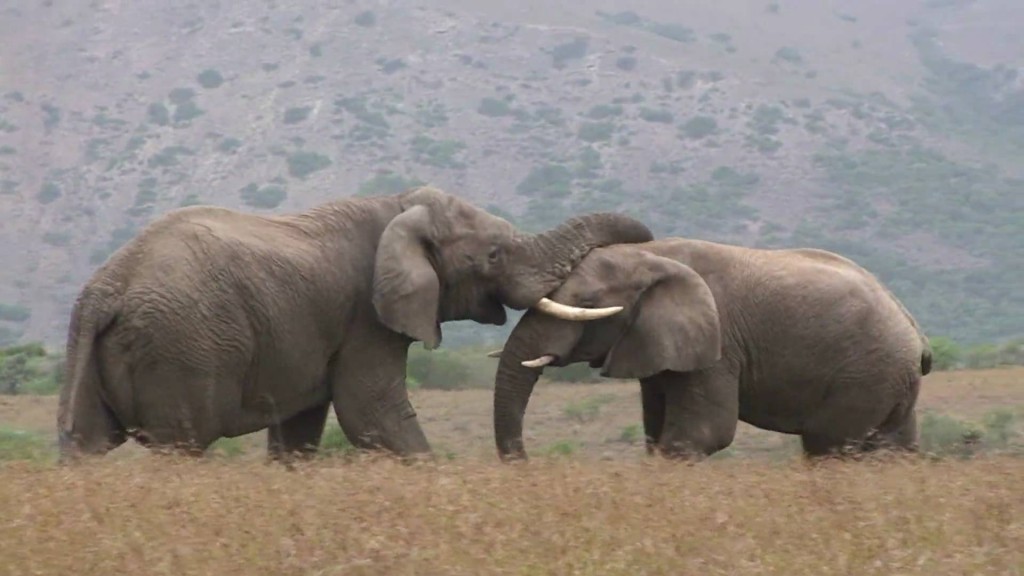 Bull Elephant Fight - Kruger