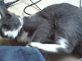 Cat Fighting Its Self - Idiotic Cat