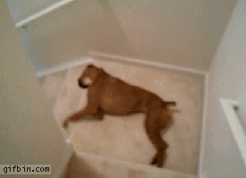 Dog Falling Down Stairs