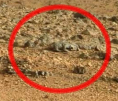 Lizard Found On Mars By Curiosity Rover - Photo Blown Up