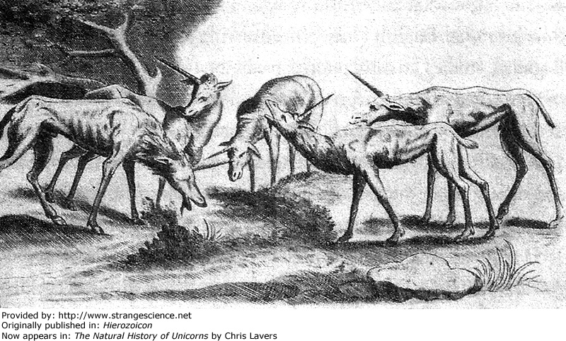 Unicorns - Old Pictures - Samuel Bochart - 1663