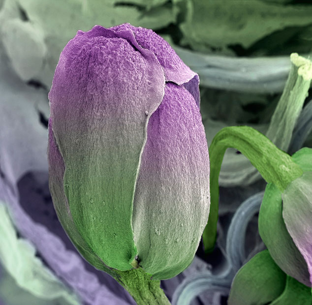 Electron Microscope Images - Every Day Objects - Broccoli Floret