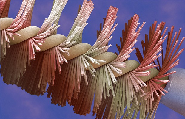 Electron Microscope Images - Every Day Objects - Mascara Brush