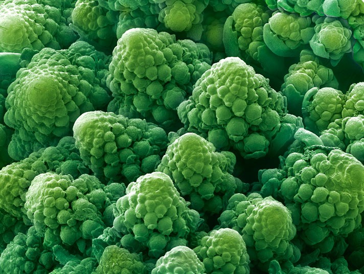 Electron Microscope Images - Every Day Objects - Romanesco Broccoli