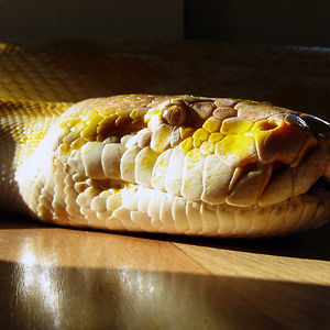 Video Of A Massive Snake Opening A Door All By Itself