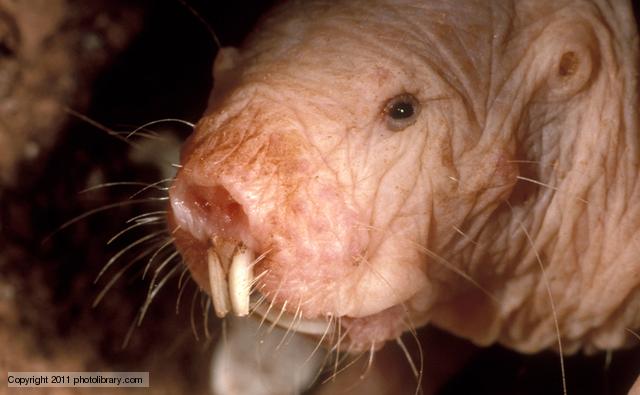 Naked Mole-Rat - Cancer Cure - Hyaluronan - Close up