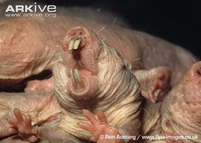 Naked Mole-Rat - Cancer Cure - Hyaluronan - Shouting