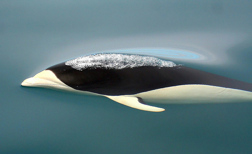 Southern Right Whale Dolphin - Calm Waters