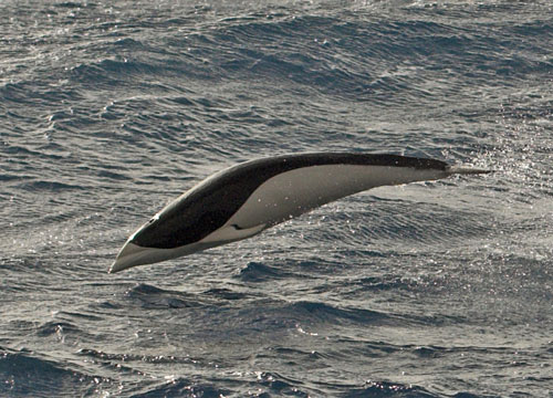 Southern Right Whale Dolphin - Jumping