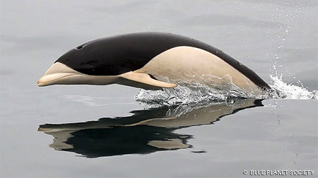 Southern Right Whale Dolphin - Reflection