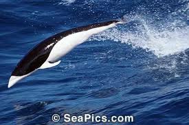 Southern Right Whale Dolphin - Speed