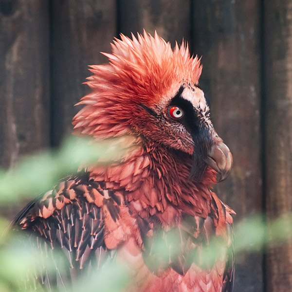 Weird Animals I Never Heard Of - Bearded Vulture