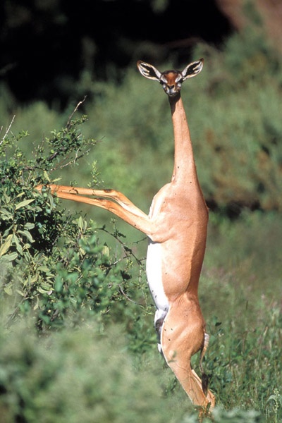 Weird Animals I Never Heard Of - Gerenuk - Africa