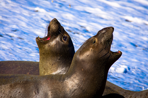 Animal Mating Calls - Seal Video Collection