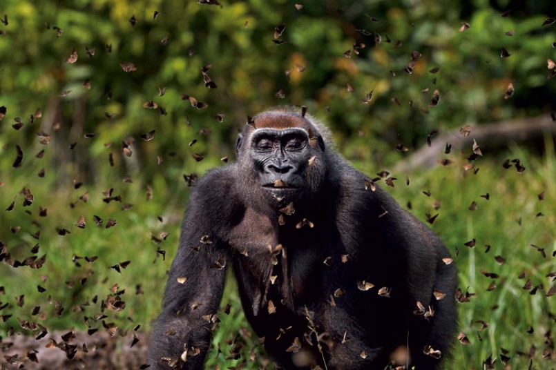 Masters Of Nature Photography -  Anup Shah,Bai Hokou, Dzanga-Sangha Dense Forest Special, Reserve, Central African Republic - Gorilla and Butterfly
