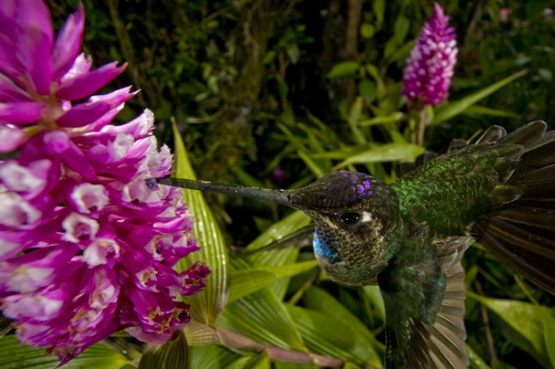 Masters Of Nature Photography -  Christian Ziegler, Cerro Punta, Panama - Hummingbird