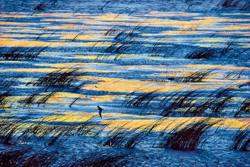 Masters Of Nature Photography -  Jim Brandenburg, North Dakota, USA - Sooty Tern