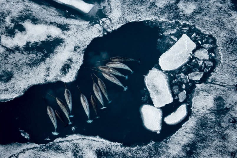 Masters Of Nature Photography -  Paul Nicklen Admiralty Inlet, Nunavut, Canada - Narwhals
