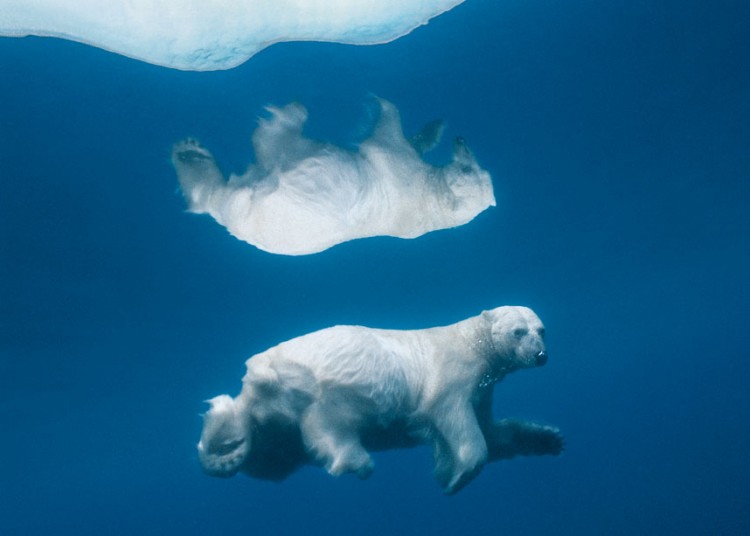 Masters Of Nature Photography -  Paul Nicklen Admiralty Inlet, Nunavut, Canada - Polar Bear