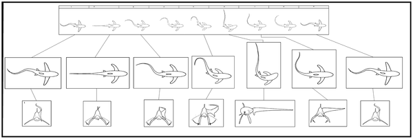 Thresher Shark - Plos One - Sideways Tail-Slap