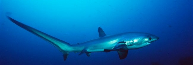 http://lazerhorse.org/wp-content/uploads/2013/07/Thresher-Shark-Plos-One-Tail-Whip-Photo.jpg