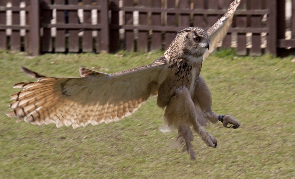 Eagle Owl - Falconry - medieval LARGE