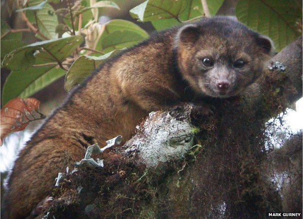 Olinguito - New species like raccoon 1