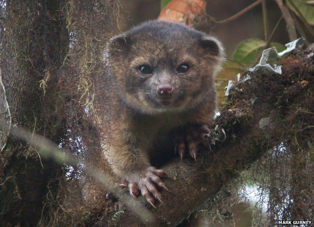 Olinguito - New species like raccoon 2