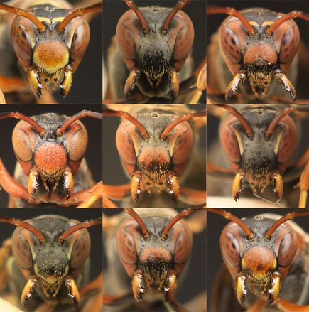 Paper Wasp Recognises Faces - Close Up