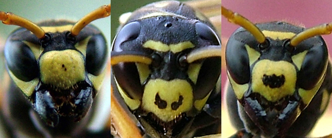 Paper Wasp Recognises Faces - Two Faced Wasp
