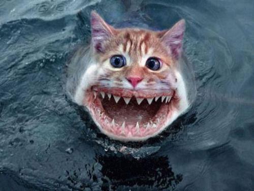 Shark Cat Cleans Kitchen Viral Video