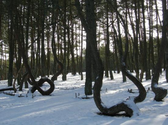 The Dancing Drunk Forest of Kaliningrad - Full Snow 2