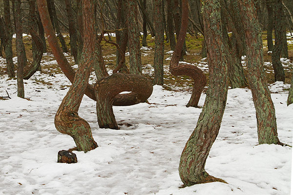 The Dancing Drunk Forest of Kaliningrad - Full Snow Twist