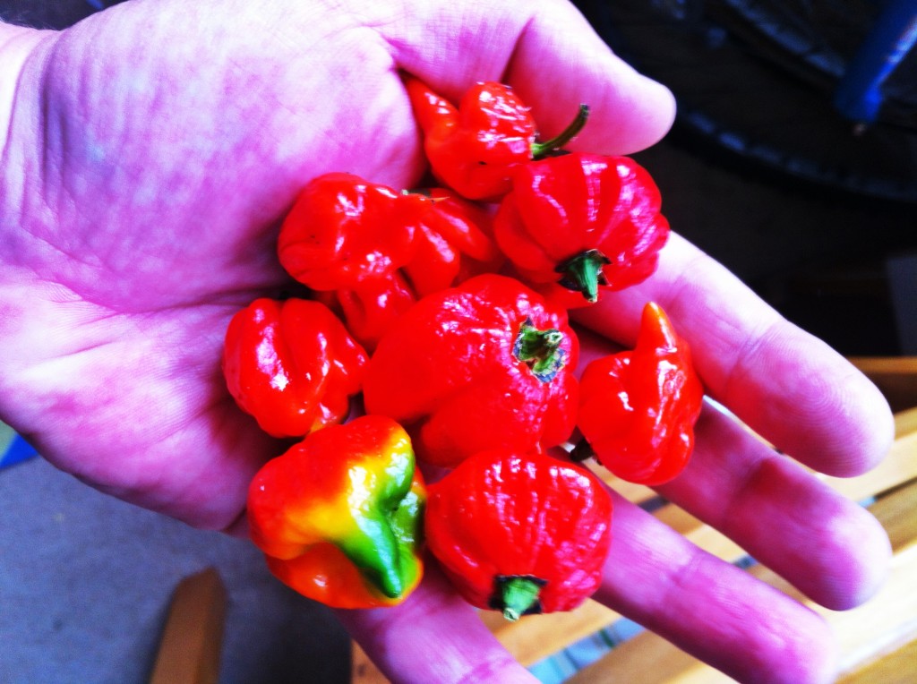 Fist full of scotch bonnet chillis 