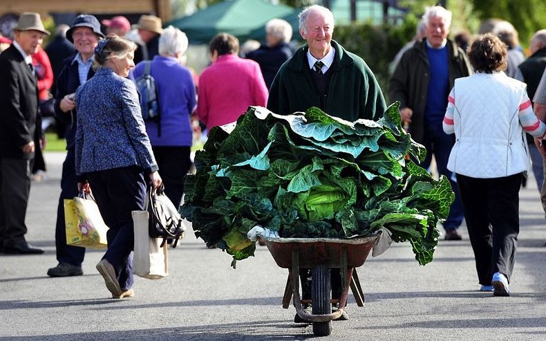 Big Vegetable - Photo Collection - Monster Vegetable - Giant Cabbage - Peter Glazebrook
