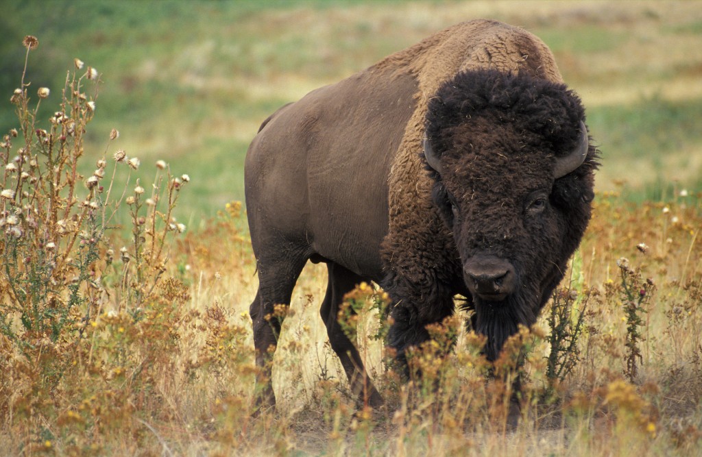 Bison - America - Yellowstone - Close Encounter Big