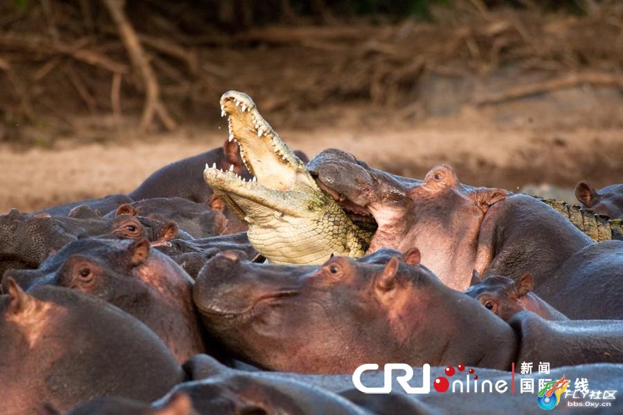 Croc Vs Herd of Hippos 2
