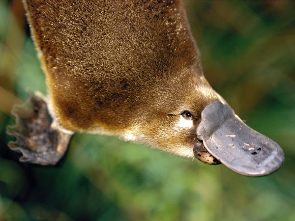 Duck Billed Platypus - Weird And Poisonous - Close Up