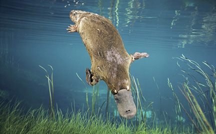 Ornithorynchus anatinus - platypus - weird and poisonous - duck billed diving